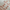 Blush Bloom peach floral semi-cured gel nail strips by LAVU